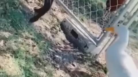 Funny vadio cat