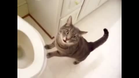 You Won't Believe What This Cat Does!