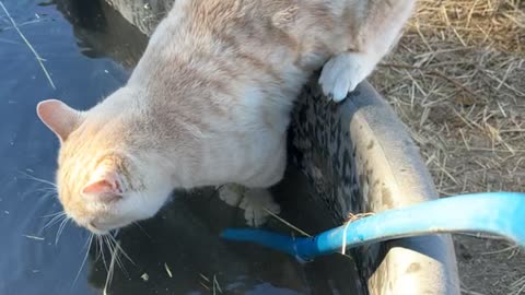 Frosty the Horse Helps Cat Take Unwanted Bath