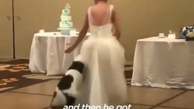 Best wedding dance 💃 💖 have you seen your 🐕 dancing like this😏