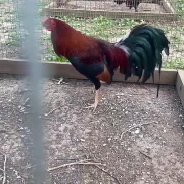 Beautiful Birds Kelso