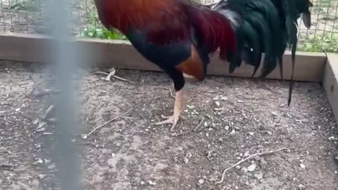 Beautiful Birds Kelso