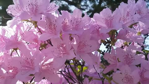 Flying Over Japan Amazing Beautiful Nature Scenery with Relaxing Music