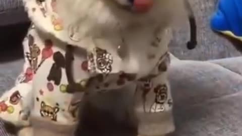 🤣Best cats and dogs funny videos (try not to laugh)🤣😅😂