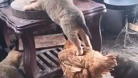 Cat Team work