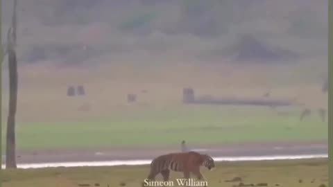 Tiger vs Deer.