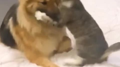 Funny cat and Dog