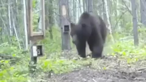 When The Bear Looked At Himself in The Mirror #shorts #viral #shortsvideo #video