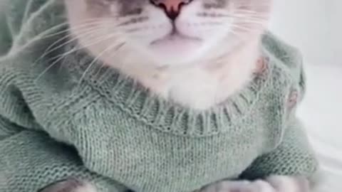 😻Look At Those Eyes