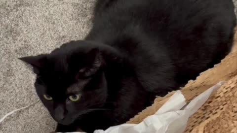 Cute Precious Piper Saves Her Packing Material - Adopting a Cat from a Shelter Vlog