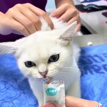 Funny cat 🐈 videos 😂😂😂😂😂