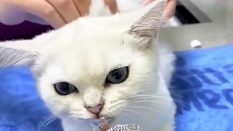 Funny cat 🐈 videos 😂😂😂😂😂