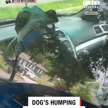 Dog's humps cause the car horn to beep