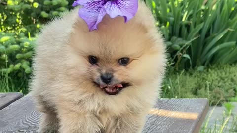 Sweet pet