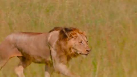 How These Two Lions Became the Most Feared in the Savannah