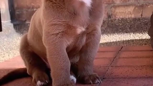 Look at suddenly found eyes wet # life growth plan # dog