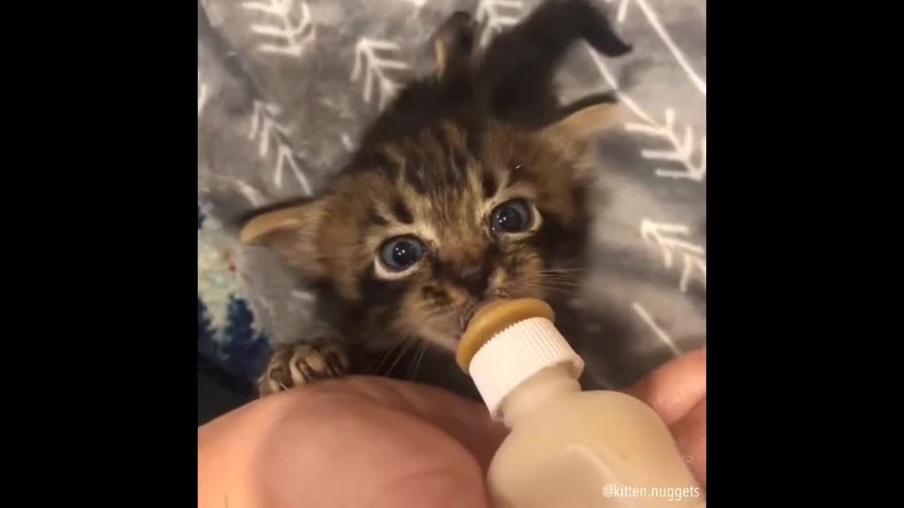 cat drinks drinking milk