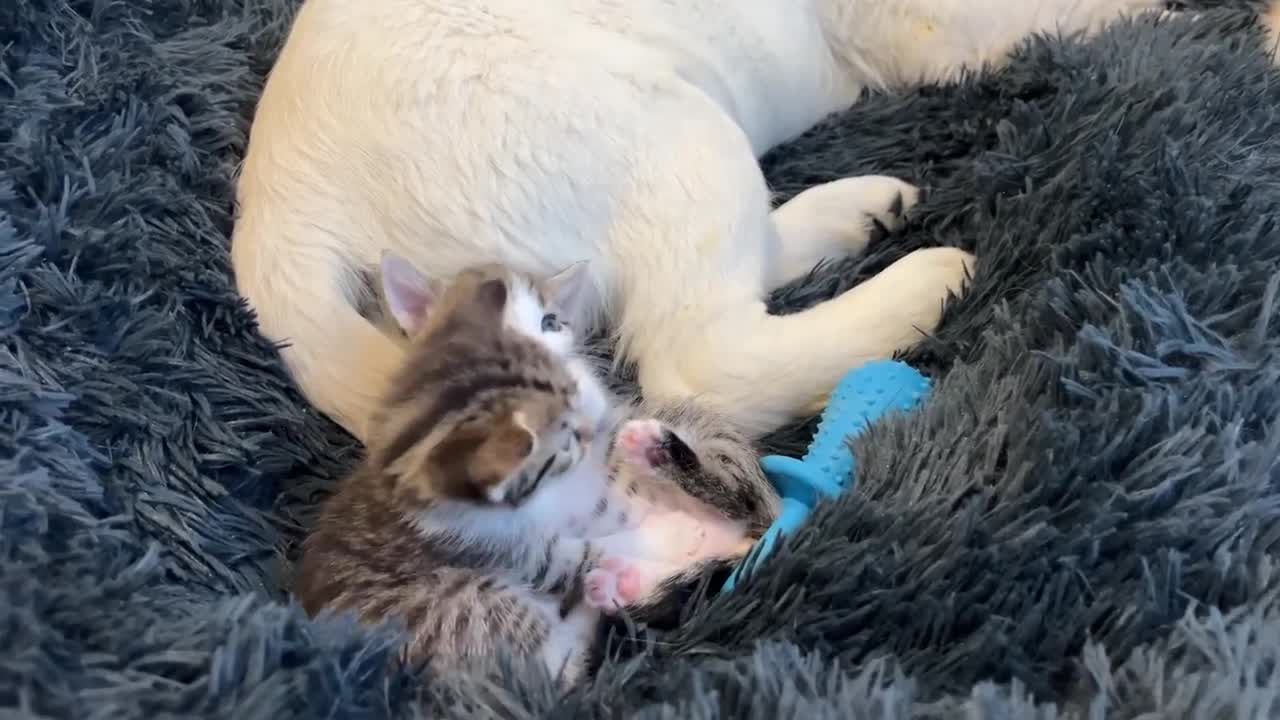 Tiny Kitten and Golden Retriever Puppy Cutest Friends