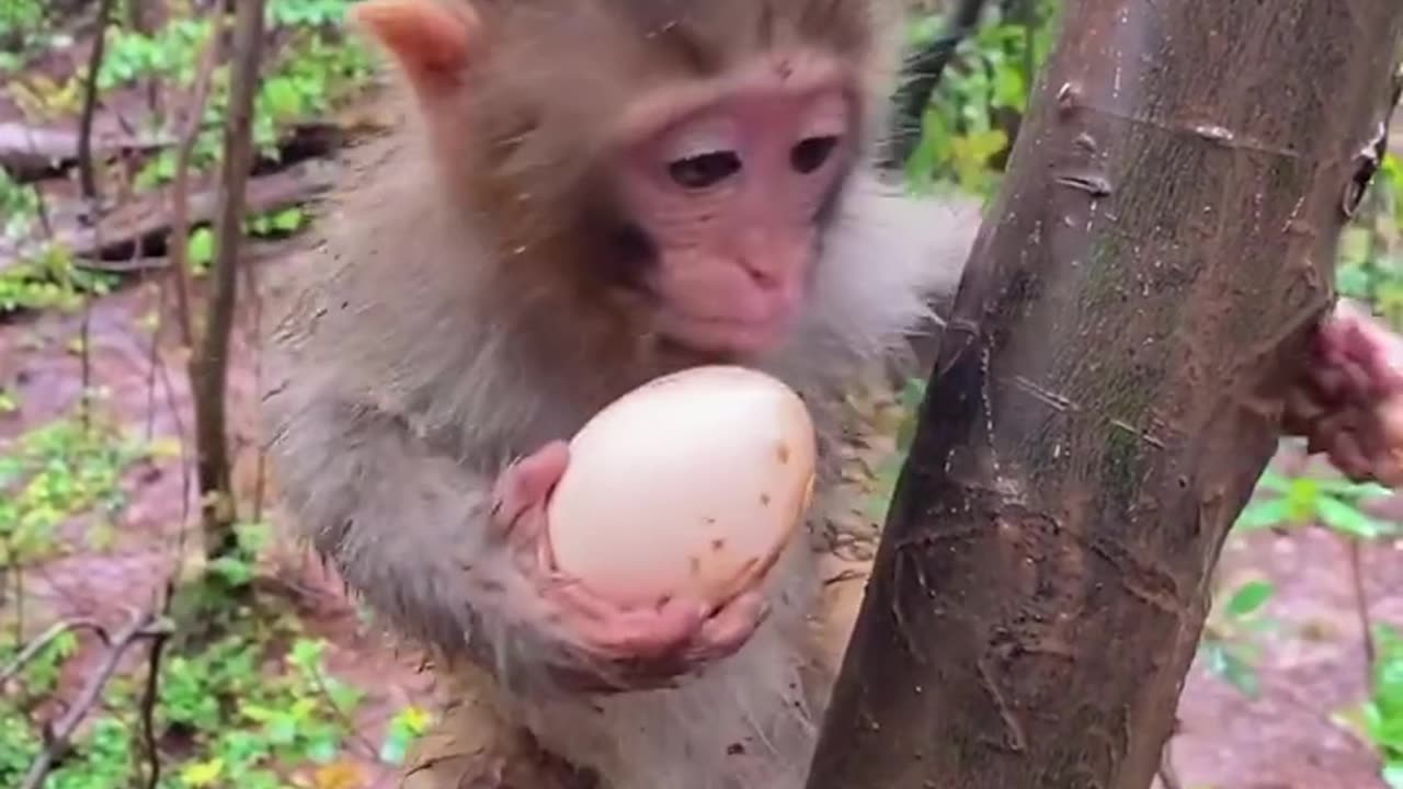 Whatever it is, watch this video once, it is the best video in the world.