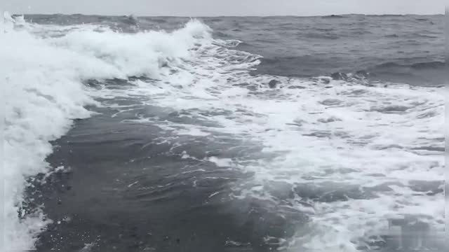 Killer Whales Following Ship In Ocean Killer Whales