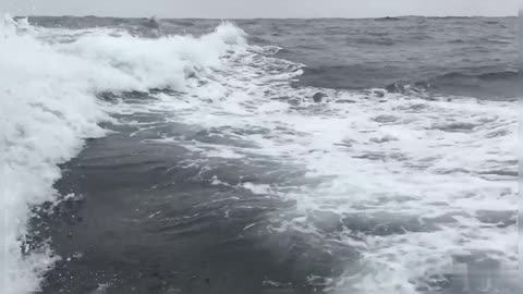 Killer Whales Following Ship In Ocean Killer Whales