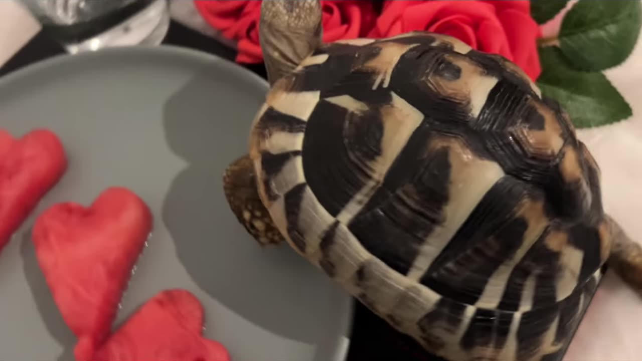 Cutest Valentine's Day Duo | Dog and Tortoise Share Watermelon | Dog and Tortoise.