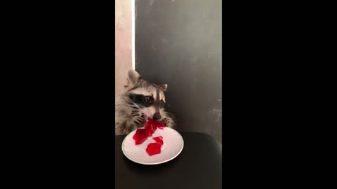 Pet raccoon chows down on tasty jello treat
