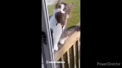 It's cat funny videos animal funny videos