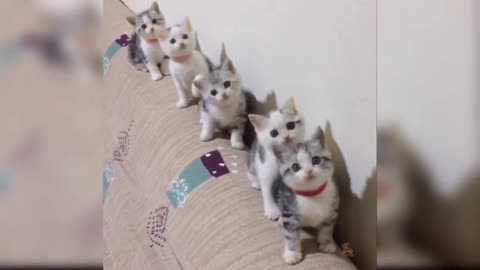 Baby cats following instructions and dancing in front of mirror