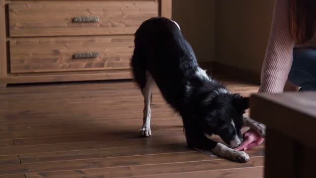 Puppy jumping after woman finger on floor