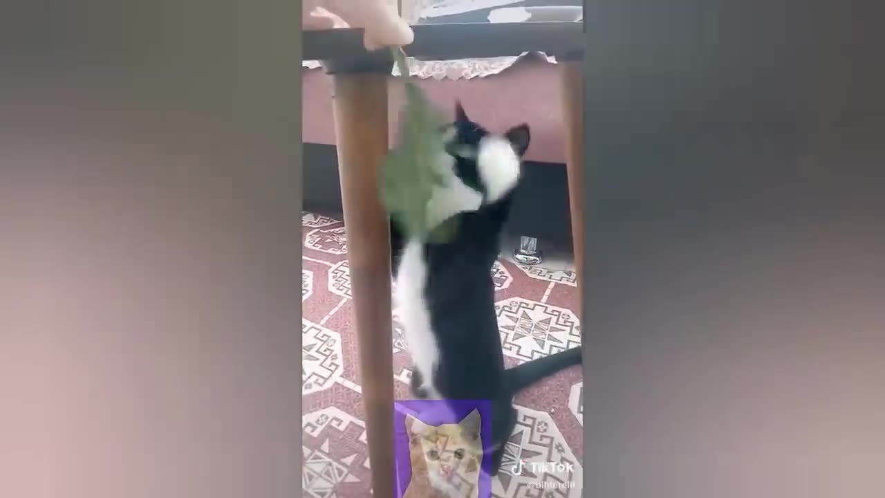 FUNNY CAT VIDEOS 😅😂🤣Funniest cats 2023 #