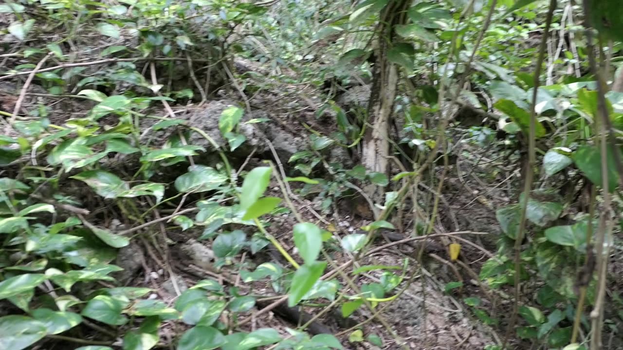 LOOK what I Found at the End of a Jungle Trail!!!