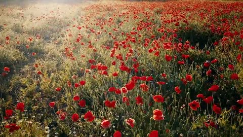 Red flowers are so beautiful