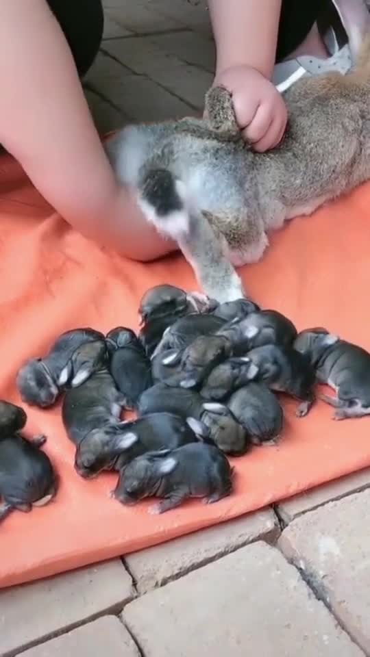 Little children of rabbits