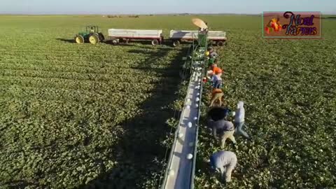 Agriculture-Melon Packaging and Processing