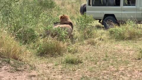 Lions hunting wildebeest in the Serengeti