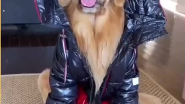 Top Funny Cute Dog Videos and TIKTOK Compilation #short