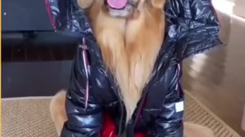 Top Funny Cute Dog Videos and TIKTOK Compilation #short