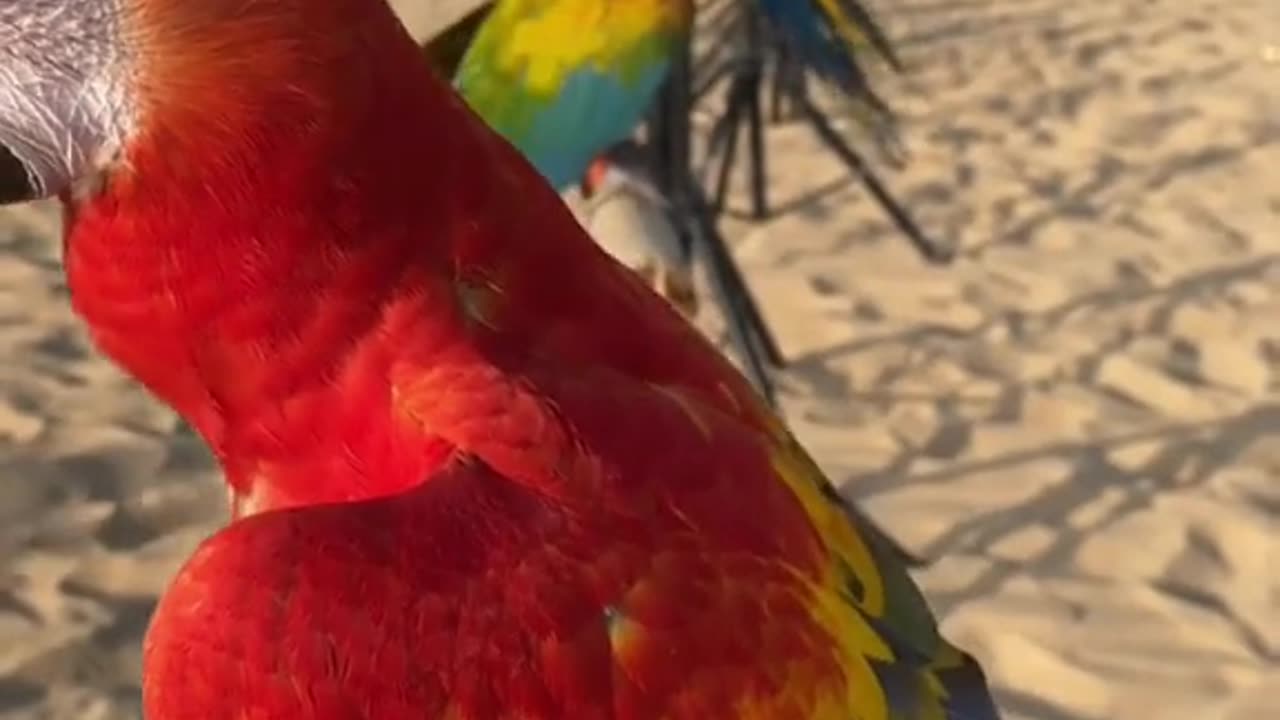 Macaw parrot