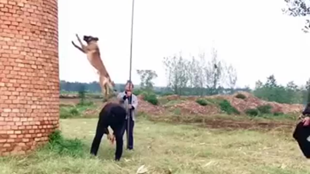 Balgain malinois jump training #smartdog