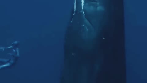 Sperm Whales Sleep Like No Other Animal on Earth! #shorts