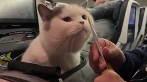 Cats Flying on Airplane