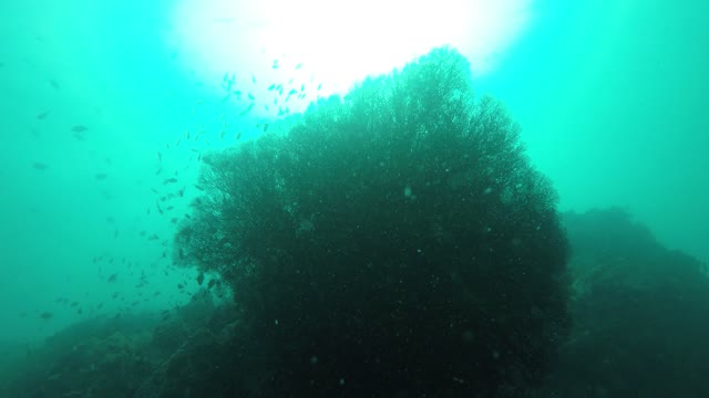 underwater fishes sea thailand