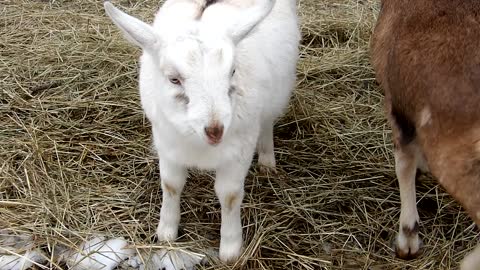 Flock it Farm: nom nom nom