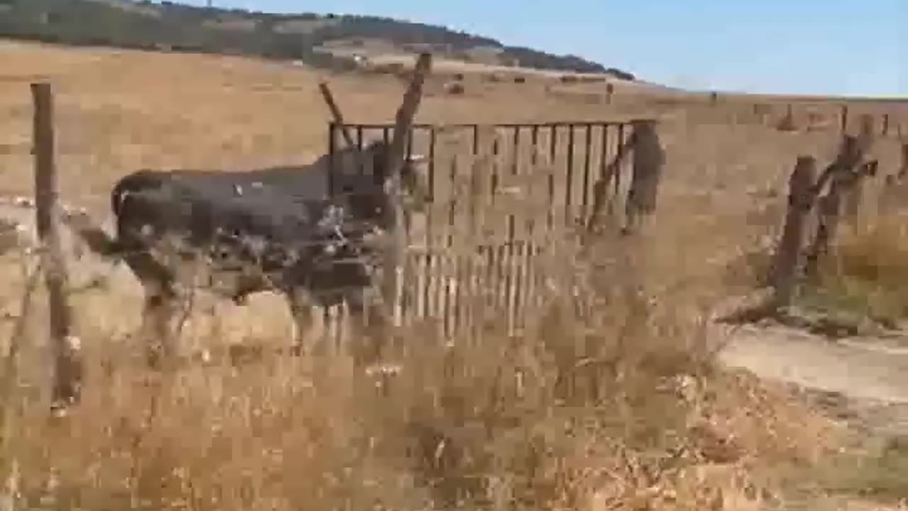 Torero