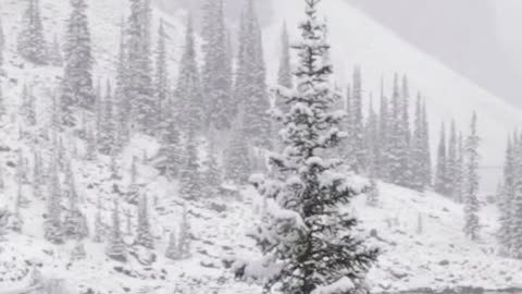 Nature video🎥 looking like video