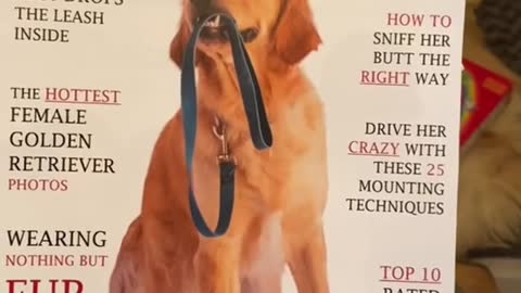 Teen dogs