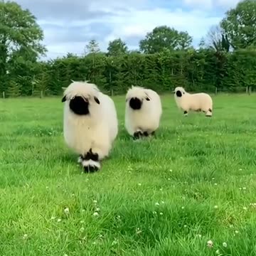 Shaun the Sheep is shared with you