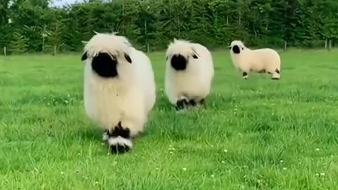Shaun the Sheep is shared with you