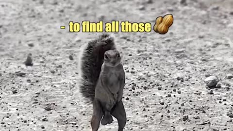 FUNNY Squirrel lost it's NUTS